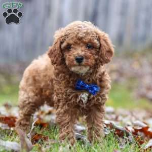 Rambo, Miniature Poodle Puppy